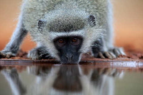 Vervet Monkey (Chlorocebus pygerythrus), adult, drinking, portrait, at the water, Kruger National
