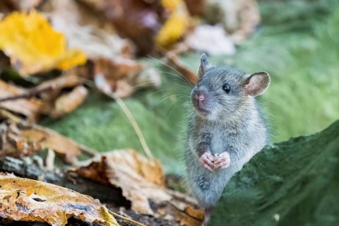 A juvenile Norway rat (Rattus norvegicus) standing on two legs between autumn leaves behind a