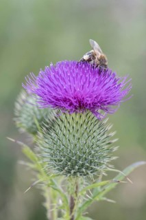 Honey bee (Apis mellifera) on creeping thistle (Cirsium hydrophilum), Emsland, Lower Saxony,