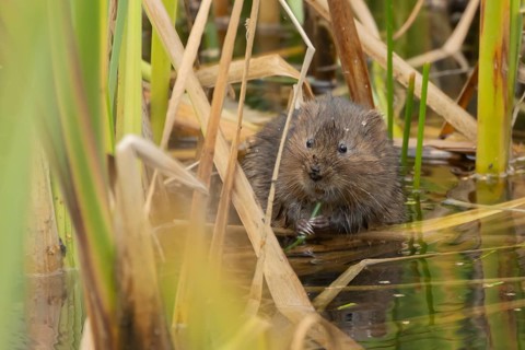 Water vole (Arvicola amphibius) adult animal feeding on a reed plant stem in a pond in the summer,