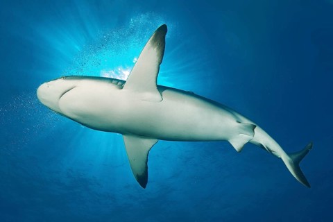 Grey reef shark swims close to the viewer through blue water sea, above sun rays, Pacific Ocean