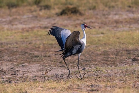 Africa, Botswana, Wattled Crane, Grus carunculatus, Botywana, Africa