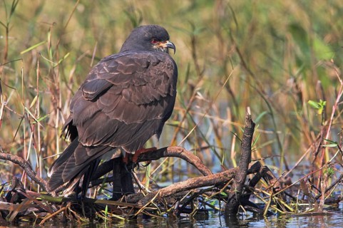 Snail kite (Rostrhamus sociabilis), Lake Kissimmee, Osceola County, Florida, USA, North America