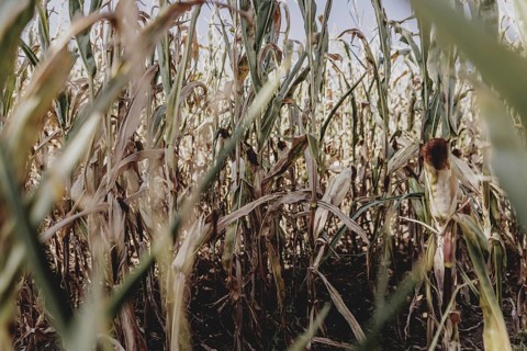 Dried corn, photographed in Bad Dürrenberg, 28/08/2024