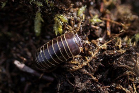 A woodlouse photographed in the Hohe Ward nature reserve in Münster, 08.04.2024