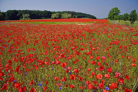 Europe, Germany, Mecklenburg-Western Pomerania, Poppy field near Göhren-Lebbin, Göhren-Lebbin,
