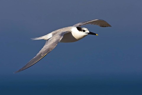 Sandwich tern (Sterna sandvicensis), Bowman's Beach, Sanibel Island, Florida, USA, North America