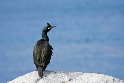 Cormorant, (Phalacrocorax aristotelis), resting on rocks, Hornoy Bird Island, Varanger, Norway,