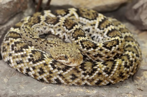 Mexican west coast rattlesnake (Crotalus basiliscus), juvenile, captive, occurrence in Mexico