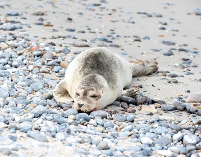 Sick, young harbour seal (Phoca vitulina vitulina) lying exhausted on beach with sand and pebbles,