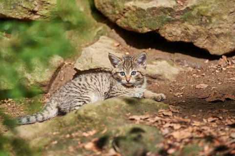 Close-up of European wildcat (Felis silvestris silvestris) kitten in spring in the bavarian forest