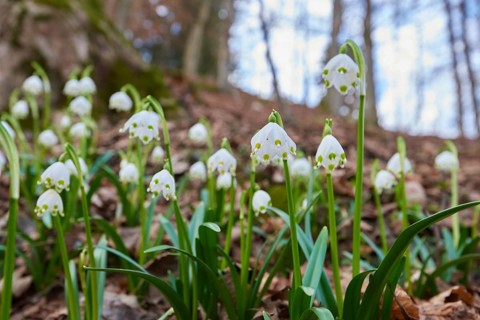 Spring snowflake (Leucojum vernum) flowering in a forest in spring, Upper Palatinate, Bavaria,