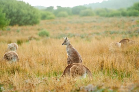 Close-up of eastern grey kangaroos (Macropus giganteus) wildlife on a meadow in Australia