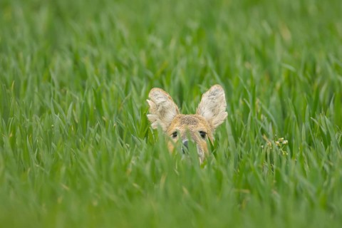 Chinese water deer (Hydropotes inermis) adult animal hiding in a farmland cereal field, Norfolk,