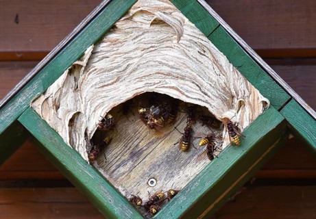 Hornets (vespa crabro) have their nest in the tit box