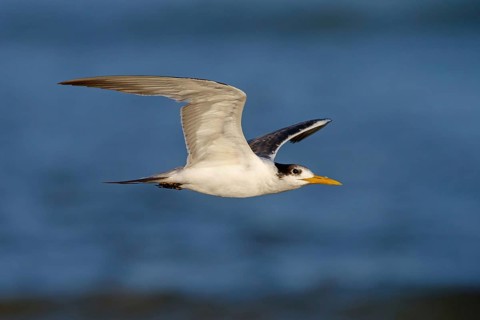Caspian Tern, flight photo, (Thalasseus bergii), East Khawr / Khawr Ad Dahariz, Salalah, Dhofar,