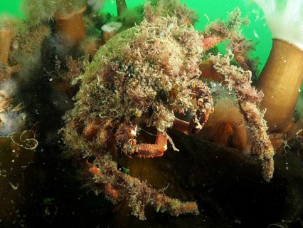 A spider crab (Maja squinado) covered with algae moves on the seabed. Dive site Rinvyle, Co.