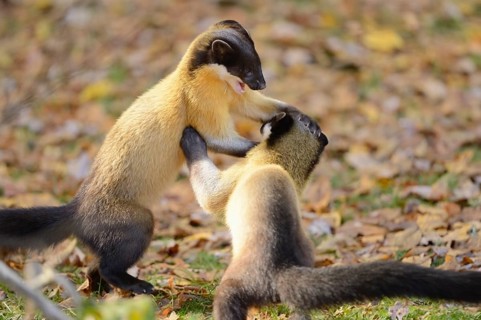 Close-up of two yellow-throated marten (Martes flavigula) in a forest in autumn