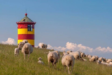Flock of sheep in front of the Pilsum lighthouse, Pilsum, Krummhörn, East Frisia, Lower Saxony,