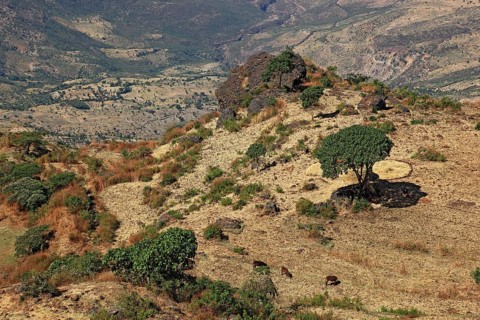 Landscape in the Choke Mountains, view into the valley, Ethiopia, Africa