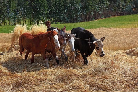In the highlands of Abyssinia, in the Semien Mountains, Semien Mountains, field work, threshing