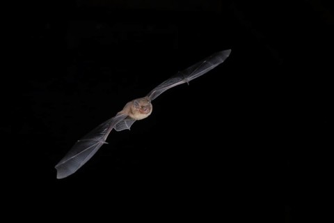 Common pipistrelle (Pipistrellus pipistrellus) hunting for insects at night, Brandenburg, Germany,