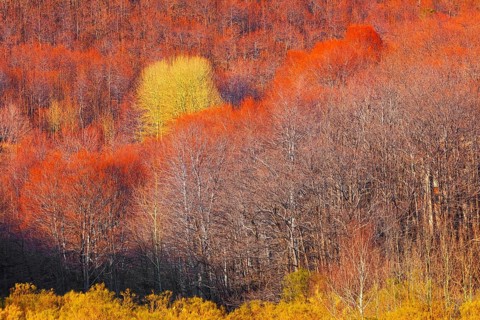 Etna National Park forest, Etna, Sicily, Italy, Europe