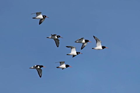 A flock of oystercatchers (Haematopus ostralegus), in flight, Texel, West Frisian Islands, province