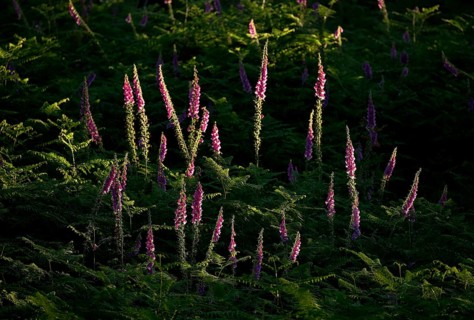 Common foxglove (Digitalis purpurea) in ferns illuminated by the sun, Lower Rhine, North
