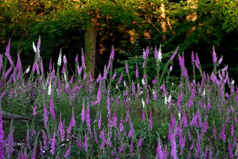 Common foxglove and white foxglove (Digitalis purpurea) in a clearing in the forest, Lower Rhine,