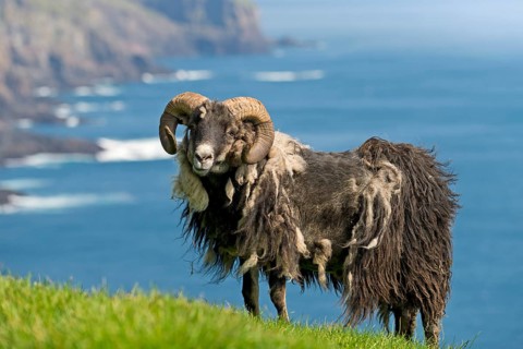 Sheep ram with round horns and matted coat, sheep, Mykines, Útoyggjar, Faroe Islands, Denmark,