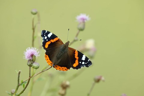 Admiral butterfly (Vanessa atalanta), butterfly sucking nectar from a thistle (Cirsium arvense)
