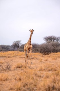 Angola giraffes (Giraffa giraffa angolensis), African savannah, Nxai Pan National Park, Botswana,