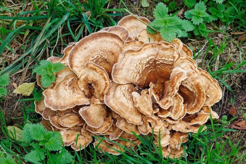 Giant mushroom (Meripilus giganteus), Germany, Europe