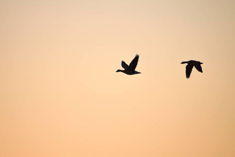 White-fronted goose (Anser albifrons), two geese in flight, at sunrise, morning sky, Dingdener