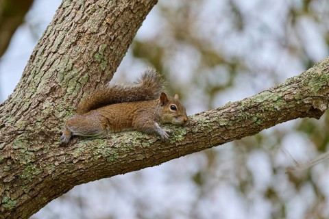 American grey squirrel (Sciurus carolinensis), lying relaxed on a tree branch covered with moss,