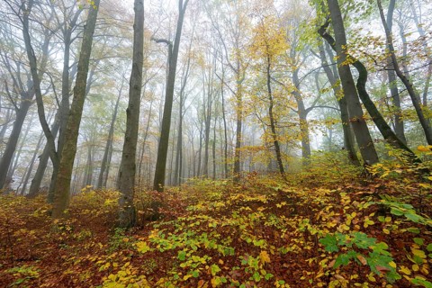Near-natural deciduous forest in autumn with colourful leaves, copper beech (Fagus sylvatica), fog