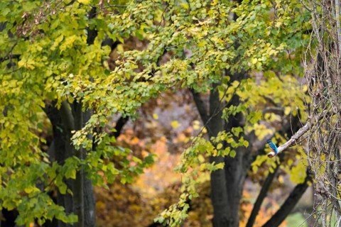 A kingfisher (Alcedo atthis) sitting on a branch, autumn-coloured trees in the background, Hesse,