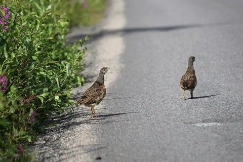 Capercaillie (Tetrao urogallus) young birds not yet fledged crossing a forest road, Lapland,