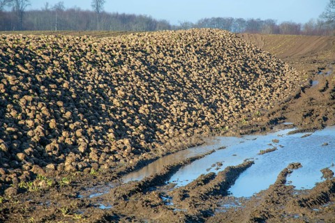 Pile of harvested sugar beets waiting for transport to sugar factory. Charlottenlund, Ystad