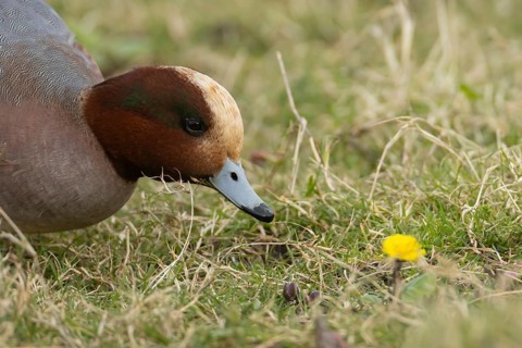 Eurasian wigeon (Mareca penelope) duck adult male bird feeding on grassland, England, United