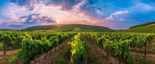 Scenic sunset over winery fields and grapevines that produce wine, Shiraz, Merlot, Cabernet, AI