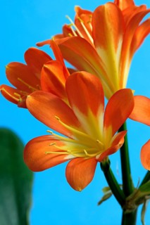Clivia (Clivia miniata), flower, flowering, Germany, Europe