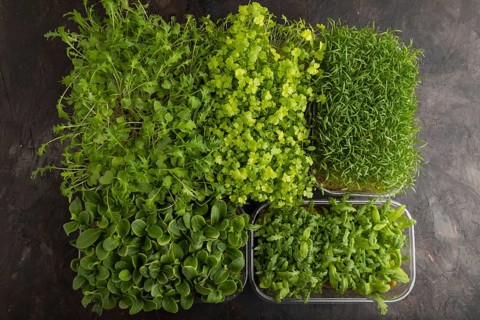 Set of boxes with microgreen sprouts of spinach, carrot, chrysanthemum, borage, mizuna cabbage on