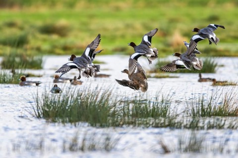Eurasian Wigeon, (Mareca penelope) birds in flight over marshes