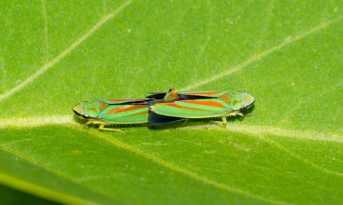 Rhododendron leafhoppers (Graphocephala fennahi) mating, two animals on a green leaf with a