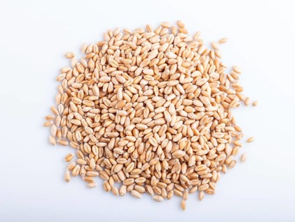 Heap of wheat grains isolated on white background. close up, top view