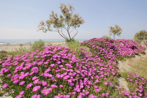 Red noonday flower or Hottentot fig (Carpobrotus acinaciformis) on the beach, Camargue, Provence,