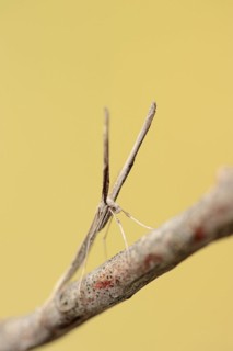 Feather moth (Agdistis spec.), Camargue, Provence, Southern France