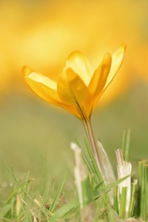 Golden crocus or dutch yellow crocus (Crocus flavus), North Rhine-Westphalia, Germany, Europe